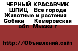 ЧЕРНЫЙ КРАСАВЧИК ШПИЦ - Все города Животные и растения » Собаки   . Кемеровская обл.,Мыски г.